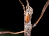 Stick Insect (<em>Clonistria</em> sp.) Male Adult