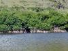 Salt Pond with Mangroves