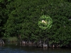 Green Iguana (<em>Iguana iguana</em>) in Mangrove Tree