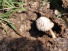 Mushroom in Cow Dung