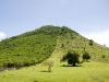 Defoliated Hill