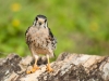 American Kestrel (<em>Falco sparverius caribaearum</em>)