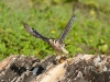American Kestrel (<em>Falco sparverius caribaearum</em>)