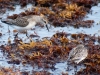 Semipalmated Sandpipers Forage on Floating Sargassum