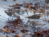 Semipalmated Sandpipers Forage on Floating Sargassum