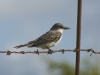 Gray Kingbird (<em>Tyrannus dominicensis</em>