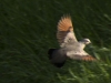 Common Ground Dove (<em>Columbina passerina</em>) Flying