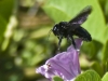 Black Bumblebee