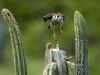 American Kestrel (<em>Falco sparverius</em>)