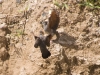 Common Ground Dove (<em>Columbina passerina</em>) Flying