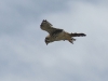 American Kestrel (<em>Falco sparverius</em>)