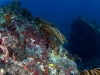 Large Boulders with Corals and Sponges