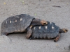 Red-footed Tortoises