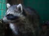 Baby Raccoons at the St. Maarten Zoo