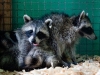 Baby Raccoons at the St. Maarten Zoo