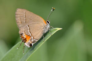 angerona-hairstreak