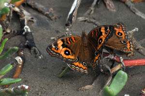 caribbean-buckeye