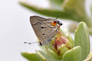 columella-scrub-hairstreak