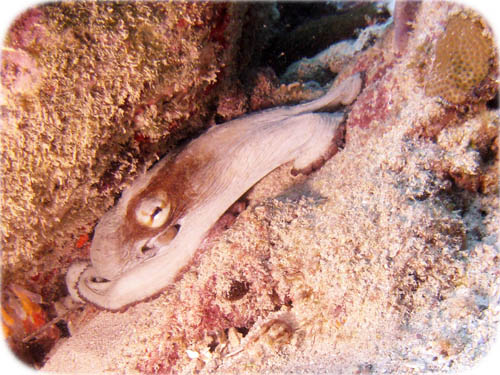 common-octopus