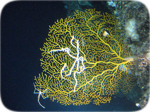 deep-sea-coral