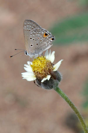 disjunct-scrub-hairstreak