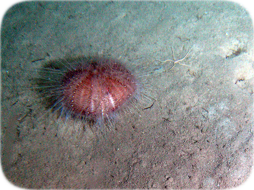 fine-spine-urchin