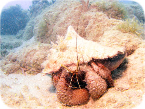 giant-hermit-crab2