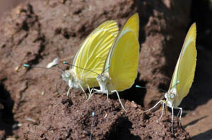 great-southern-white