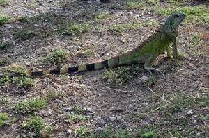 iguana-iguana