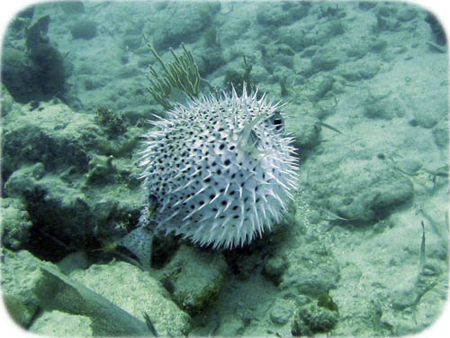 inflated-porcupine-fish