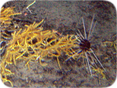 long-spine-sea-urchin