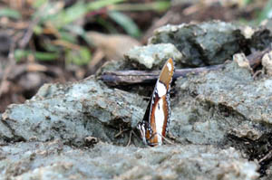 mimic