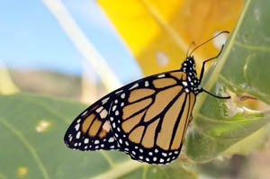 monarch