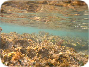 shallow3
