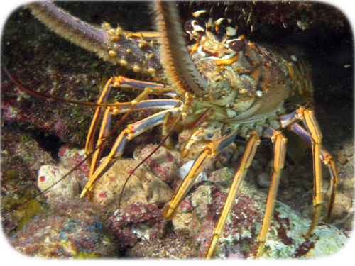 spiny-lobster