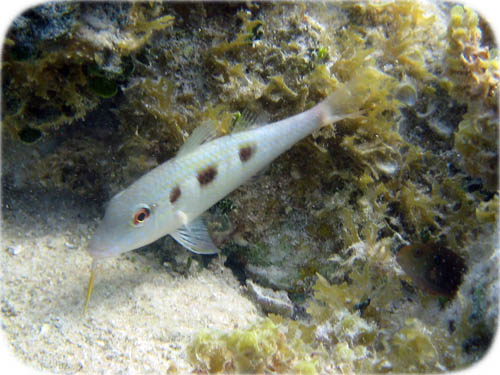 spottedgoatfish