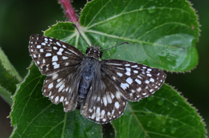 tropical-checkered-skipper
